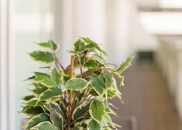 Guestready - Premium In Φουνκάλ