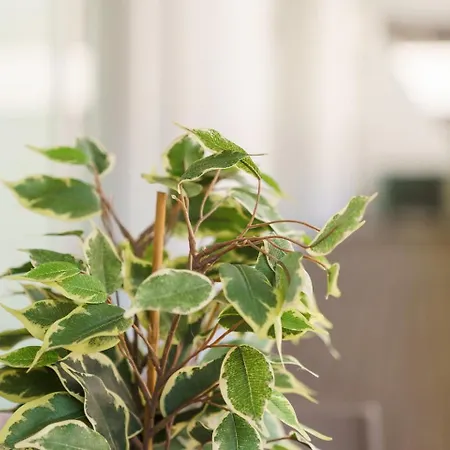 Guestready - Premium In Funchal (Madeira)